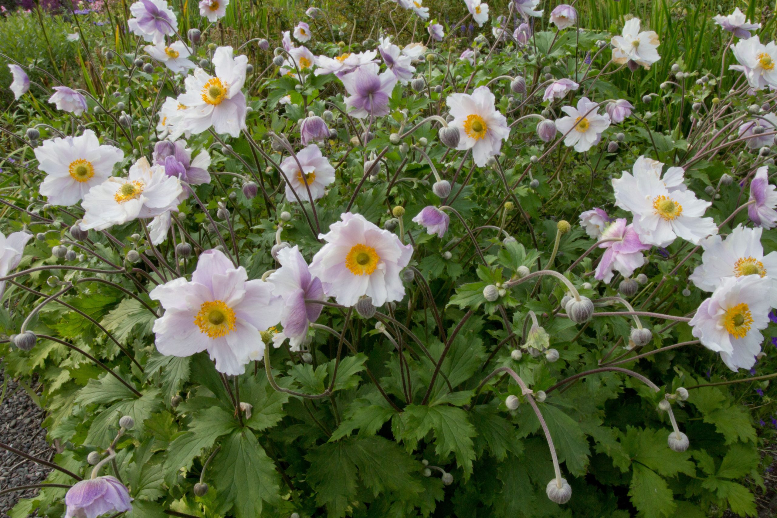 Anemone hupehensis var. japonica 'Dreaming Swan'